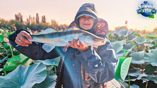 Разрываемся от бешеного клёва. Не знаем какую рыбу ловить: сазана, судака или сома. Отдых на р.Волге