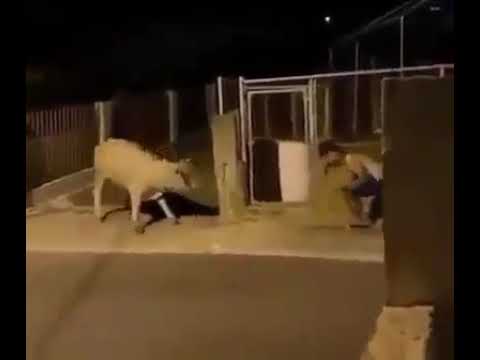 الجاموس قطعت الخلف