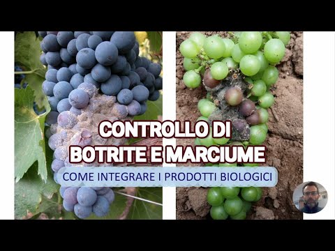 COME PROTEGGERE LA VITE DA BOTRITE E MARCIUME EP. 1: Difesa integrando fitofarmaci biologici.