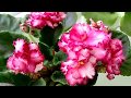 ФИАЛКИ. СОРТА И ОСОБЕННОСТИ.Что цветёт в конце февраля. My beautiful African Violet.