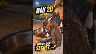 Day~20 weight gain secret sirohi goat ✅ #jharkhandgoatsupply #goatfarming #bakramandi #bakra ￼