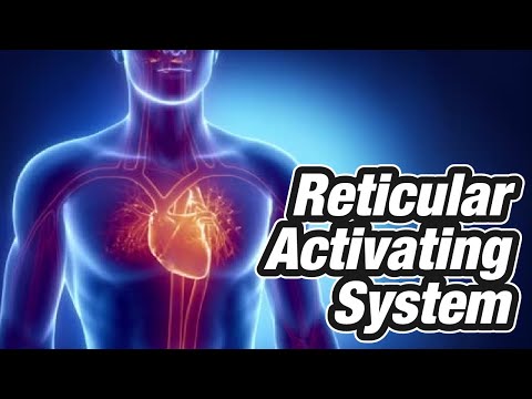 Reticular Activating System: Reticular Activating System/ RAS / Functions of Reticular Formation