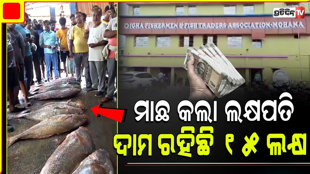 ୯ ଟି ମାଛ ଦାମ ୧୫ ଲକ୍ଷ ଟଙ୍କା ! 9 bhola fish made fishermen lakhpati in auction, Balasore.