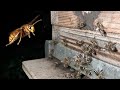 Yellow hornet vs japanese honeybees in super slow motion