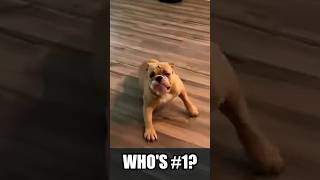 Ranking the Funniest Dog Fails #dogs  #funnydogs  #shorts #viral