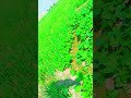 khet khalyano s#viral #shorts #trending #wajiddilmurad #funny #cutebaby #cute #viralmoment #netizens