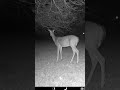Whats she looking at? Beautiful deer staring off into the night.