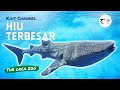 Hiu paus terbesar  whale shark  the orca zoo