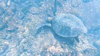 Sea turtles at Punta Moreno, Isabela Island, Galapagos