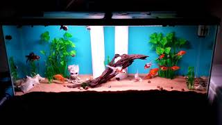 5 hour hyperlapse of our snails while our goldfish sleep