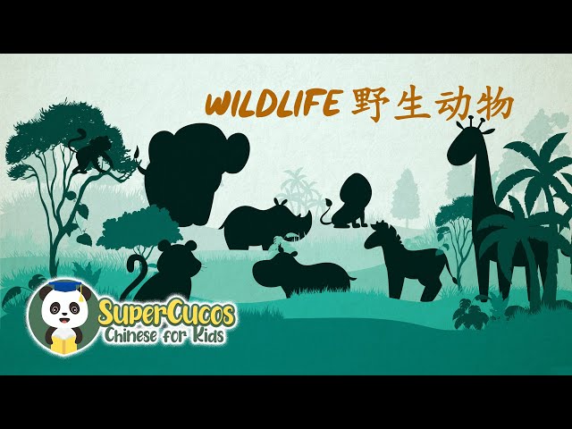 Learn Chinese for Kids- Wildlife | 学中文- 野生动物| Aprender