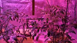Red 660Nm Blue 440Nm Uv 395Nm Ir 730Nm 6500K 4000K 800W 1000W Led Grow Light Sales01 .Com