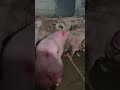 二師兄往那邊走吧