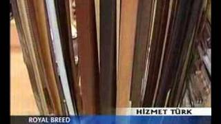 Royal Breed Murat Genç www.royalbreed.com