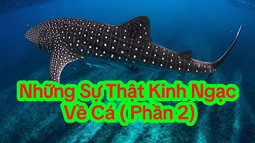 Những Sự Thật Kinh Ngạc Về Cá - Phần 2