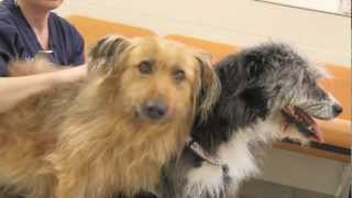 Nancy & Sepehr get a second chance