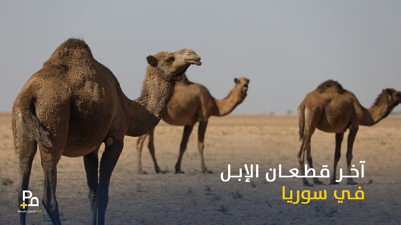 آخر قطعان الإبل في سوريا