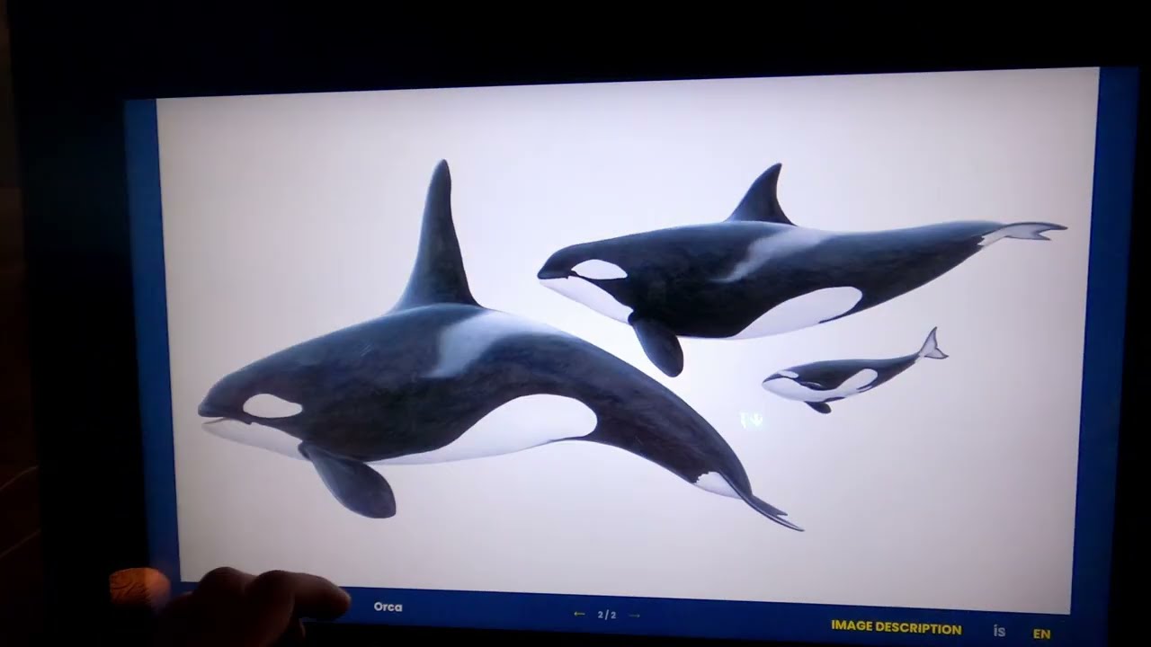 Islandia 2024 | Muzeum wielorybów i Godafoss | #6 — Heiðarbær — video poster