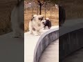 Puppies Falling 😵🐶 #puppy #shorts #dog #baby #funny #adorable #viral