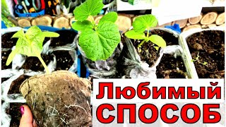 Теплица забита горшками с растениями. Куда и как сажать огурцы? Мой способ не подведет