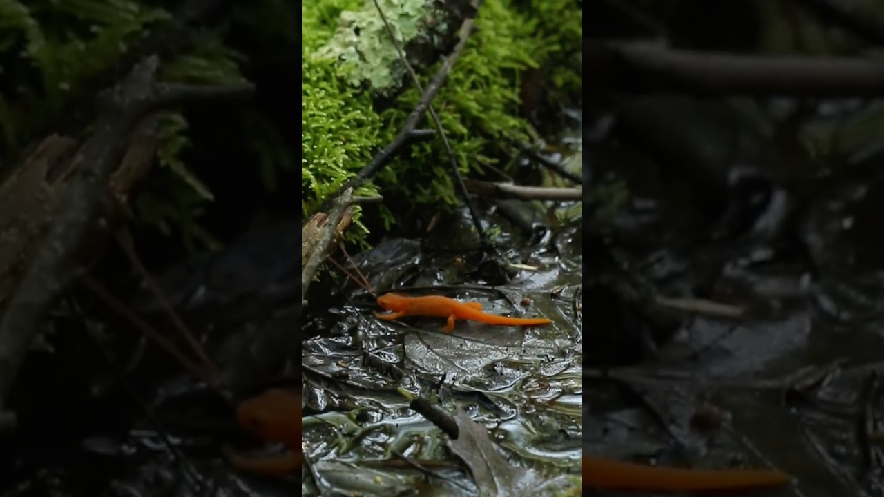 Red-Spotted Newt