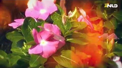 Ngàn hoa Sa Đéc chuẩn bị ra thị trường Tết Mậu Tuất 2018