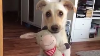 Dog Hugs Stuffed Animal