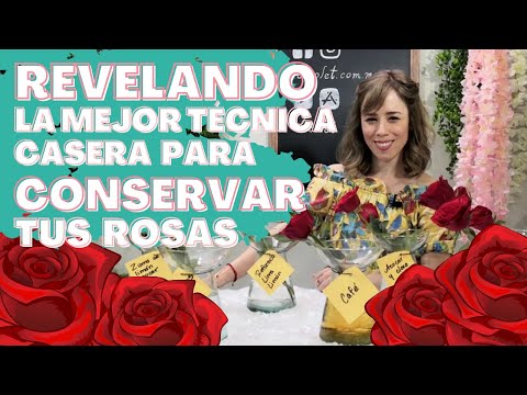 Video: Cómo Conservar Las Rosas Durante Mucho Tiempo