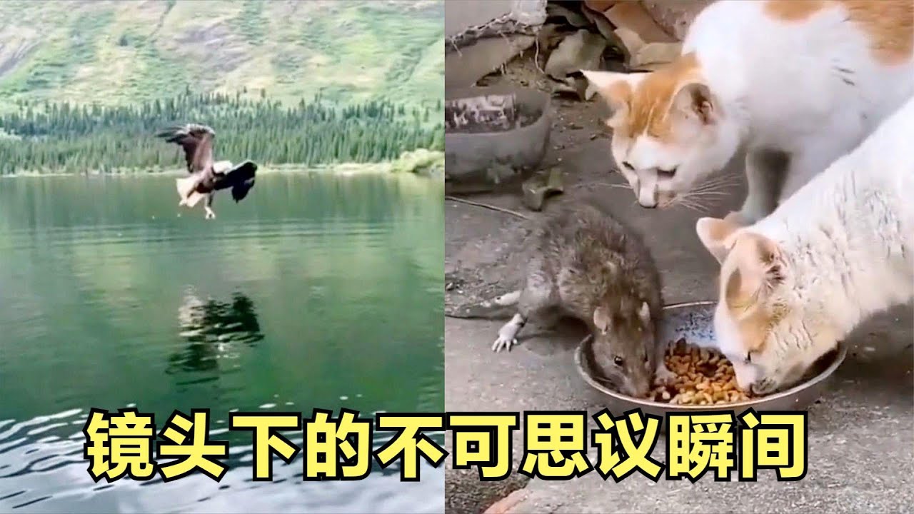 搞笑合集 - 这个视频集锦包括了许多最有趣和最滑稽的瞬间,保证让您大笑不止! 🤣🤣 P10 - YouTube