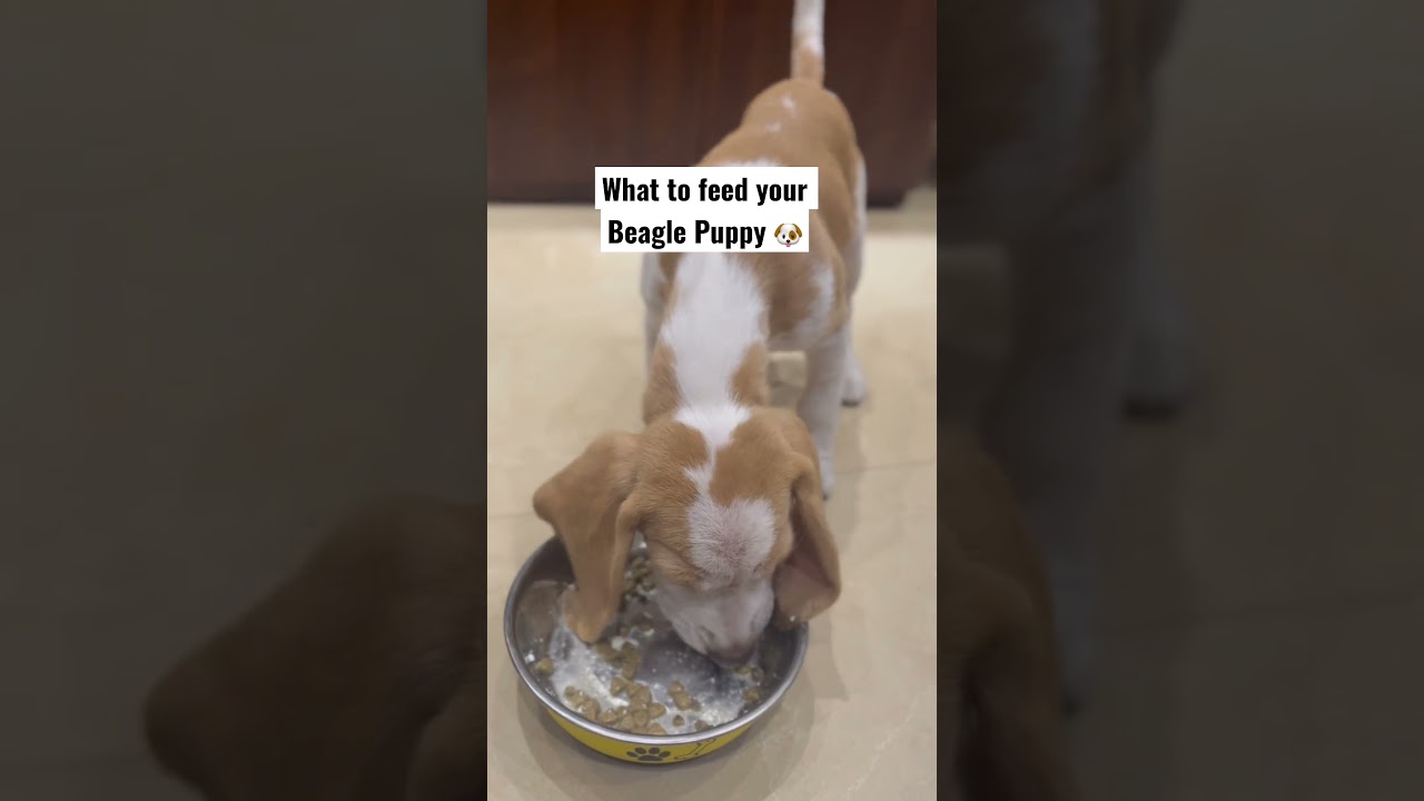 What To Feed Your Beagle Puppy 