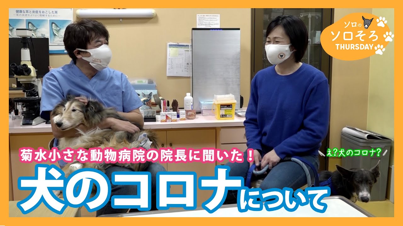 動物病院の院長先生に聞いてみた ドッグフードには が多く含まれている Youtube