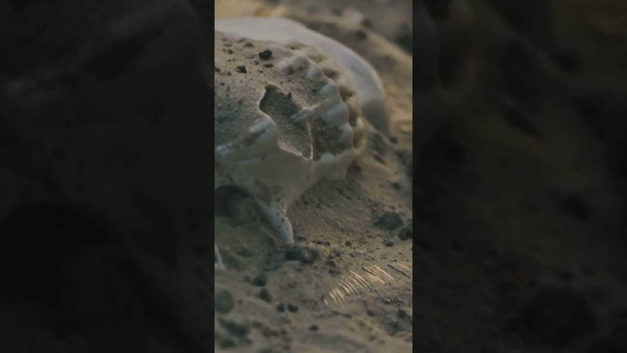 “The Pharaoh’s Curse Is Real?” 👁️‍🗨️ 