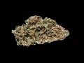 2016 Michigan Medical Cannabis Cup Hybrid Flower Entries mp3