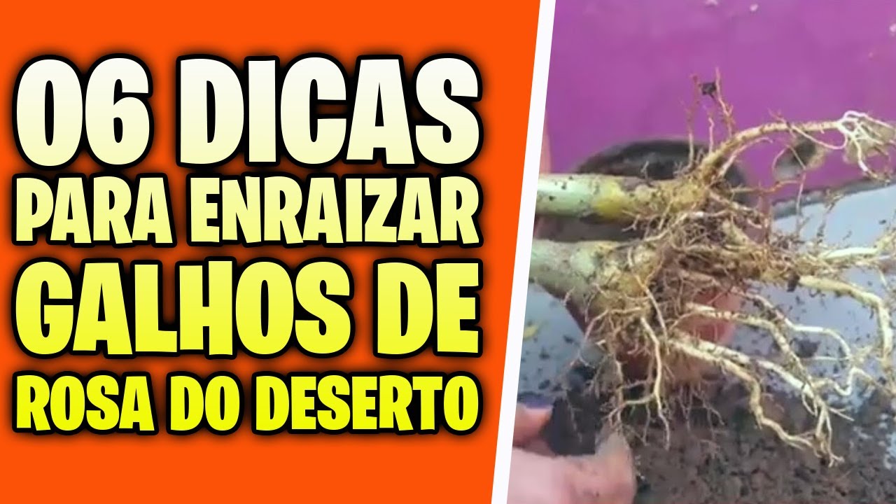 👉SENSACIONAL!!!👈 6 dicas infalíveis para você NUNCA MAIS ERRAR na estaquia da sua Rosa do Deserto!