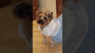 Funny Dog Video | Animal Video Dog | #Funnyshorts