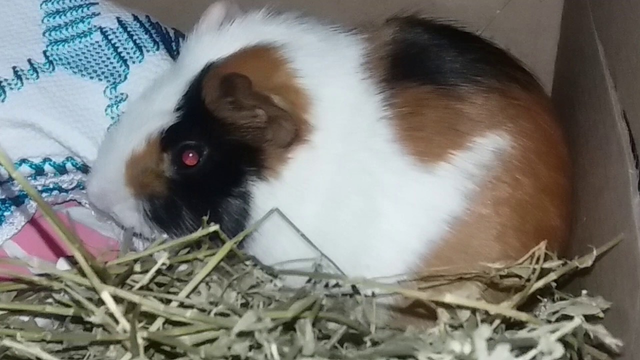 Porquinho da Índia dormindo - YouTube