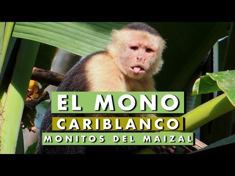 The white faced monkey (Cebus imitator)