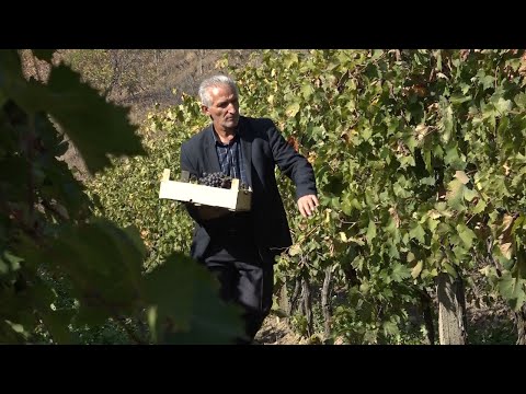 Vreshtari nga Rahoveci detyrohet të shes rrushin në Mal të Zi