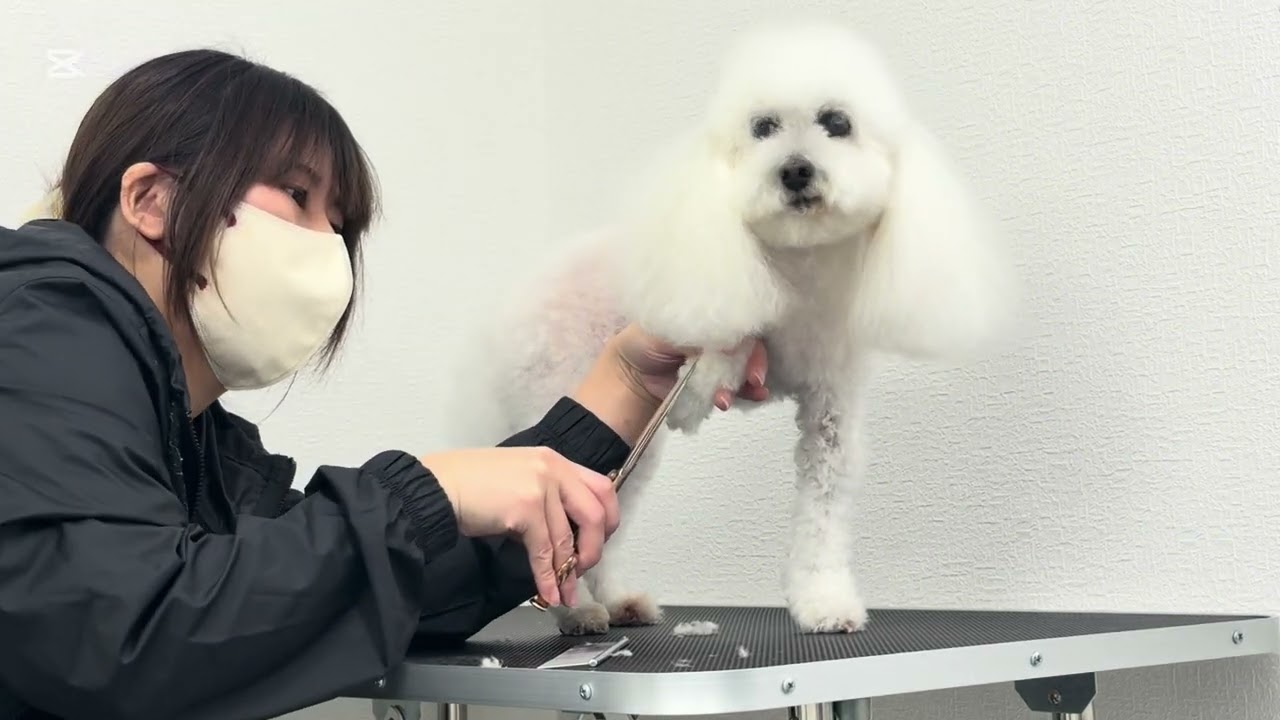 嫌なことがあると口が出るかもと聞いていた子のトリミング記録