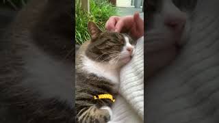 The reason why cats like to sleep near us #shorts