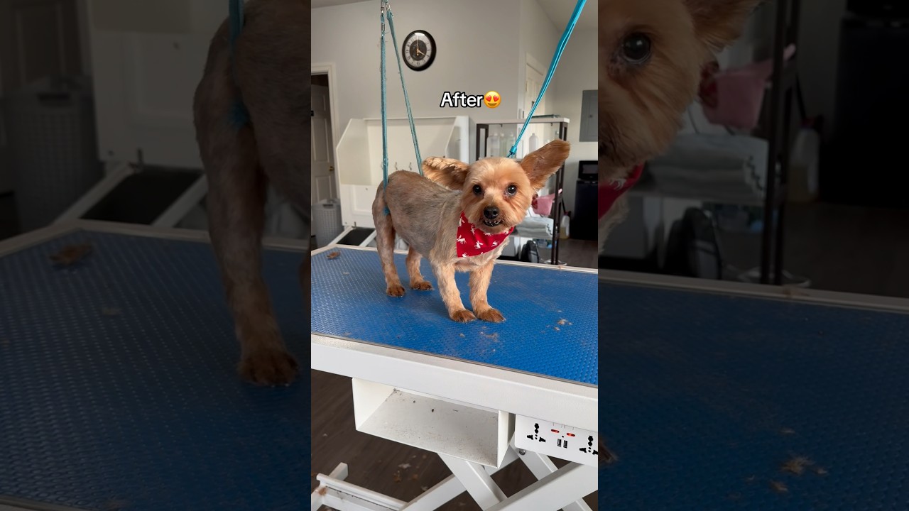 Gismo looks like a whole new dog🥰 