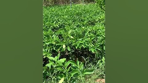 Bưởi ruby 0983198739:Cty cây giống tấn tài