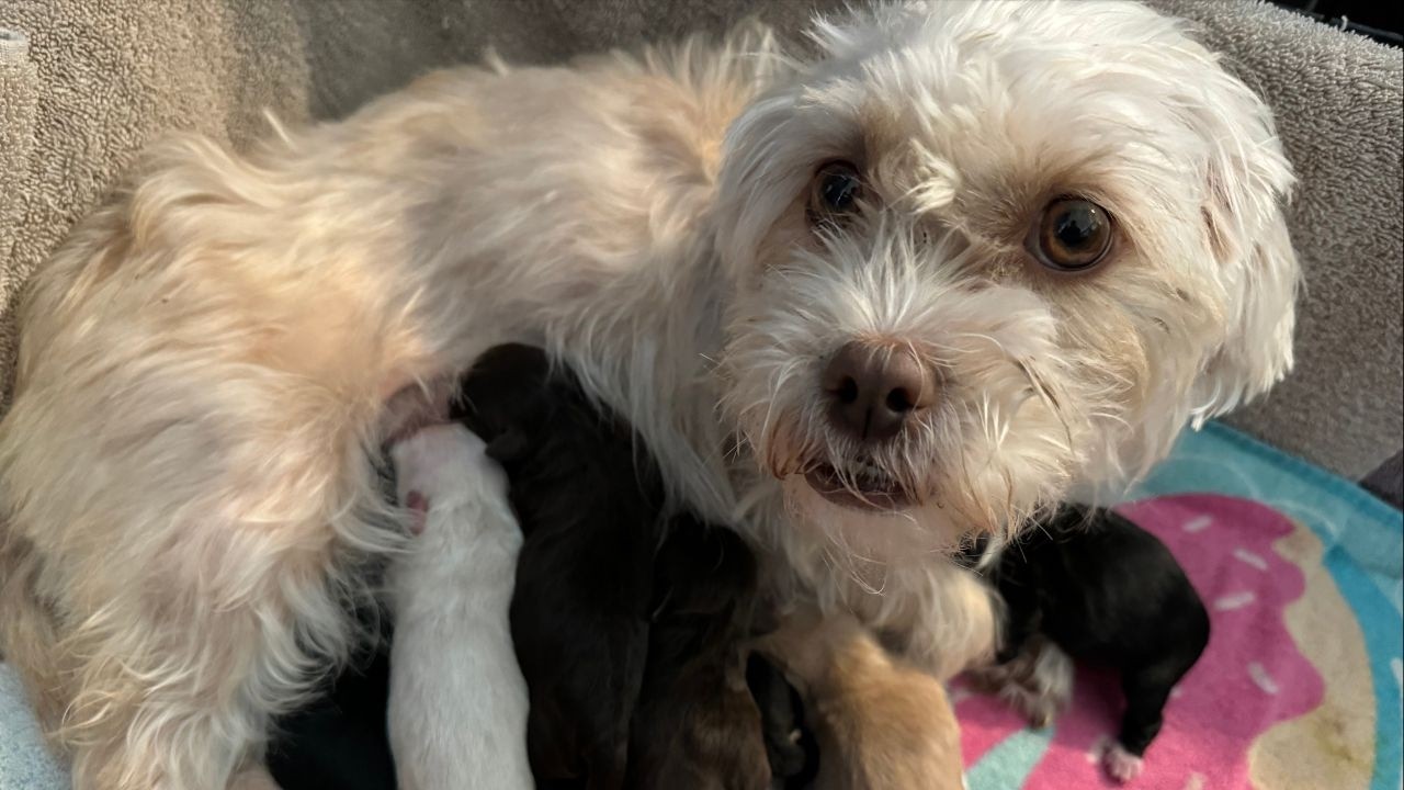 Our Pregnant Dog Gives Birth to 8 Puppies! - YouTube