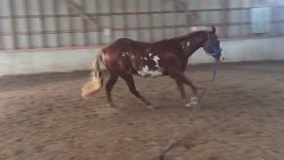 krymsun Addiction 2015 gelding loping
