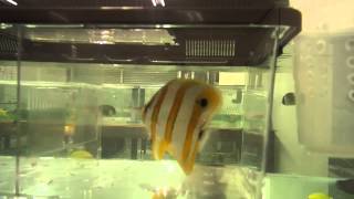 チェルモの餌付け