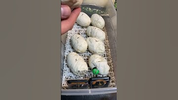 🐍I dread smelling bad eggs when I open the incubator.🧪 #shorts #ballpython #royalpython #reptiles