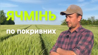 Ячмінь посіяний після покривних культур | Продовження