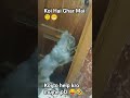 #CatOpeningDoor #FunnyCats #CleverCat #Shorts #CatLovers