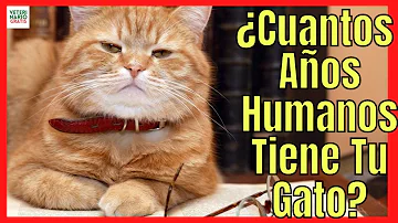 ¿Cuánto equivale la vida de un gato a un humano?