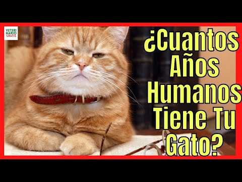 Video: Cómo ser un buen dueño de Rata Terrier